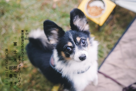 かわいい・横 写真入り年賀状デザイン|BN-108|フジカラー年賀状2025|カメラのキタムラ年賀状2025巳年