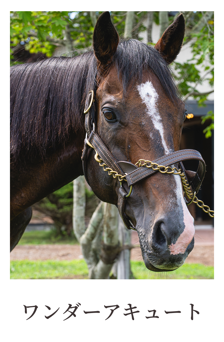 ワンダーアキュート