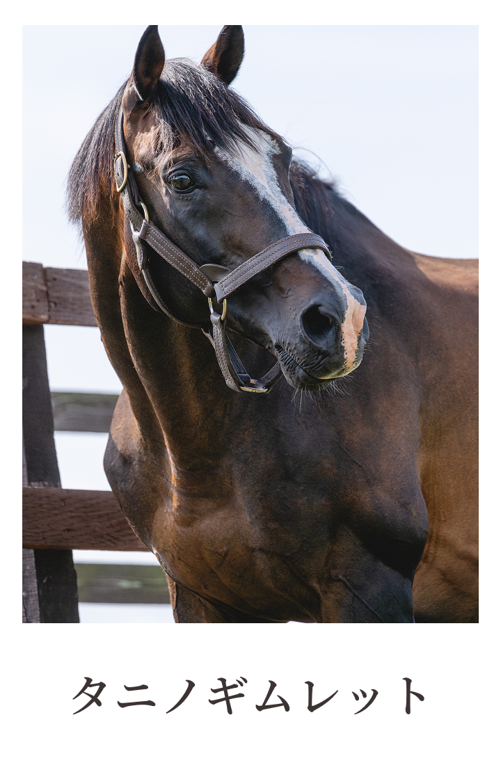 タニノギムレット