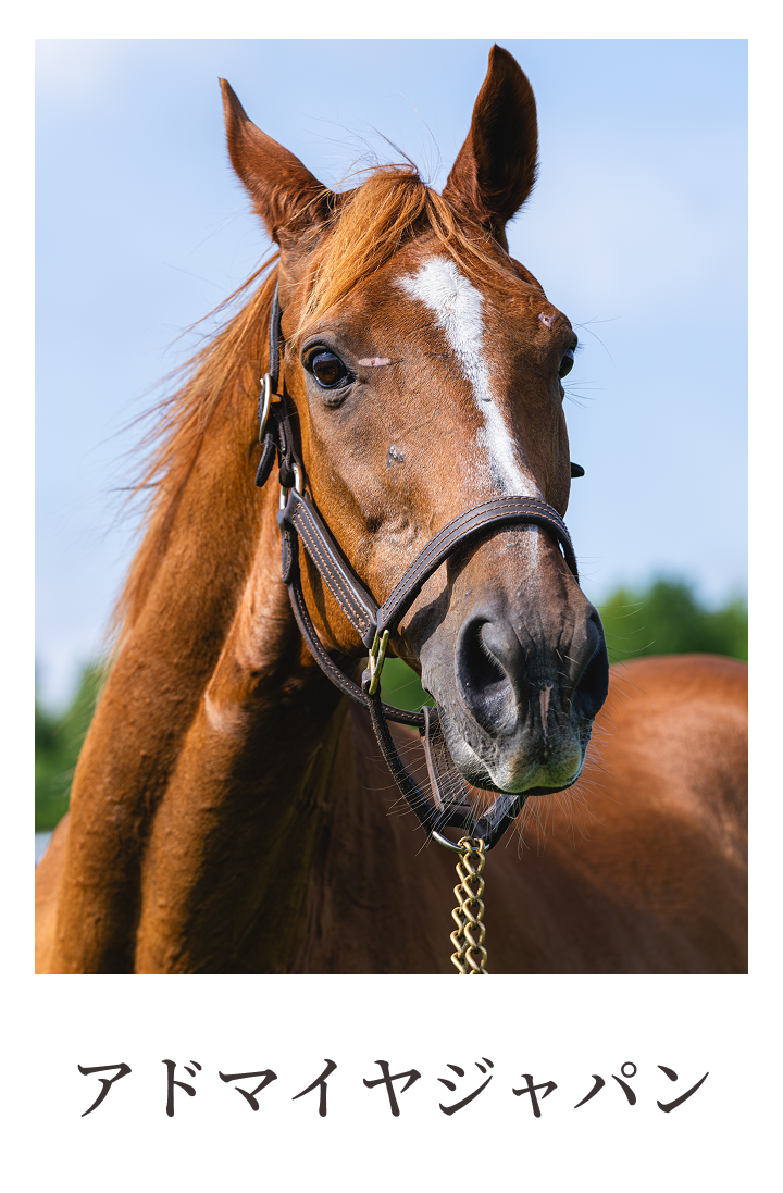 アドマイヤジャパン