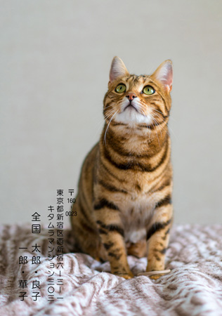 シンプル・写真1枚 写真入り年賀状デザイン|KKN-134NT|カメラのキタムラ年賀状2026午年