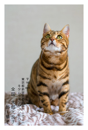 シンプル・写真1枚 写真入り年賀状デザイン|KKN-134NT|カメラのキタムラ年賀状2026午年